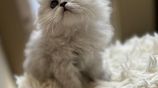 Persian Cat