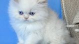 Persian Cat