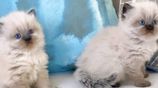 Persian Cat