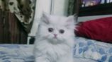 Persian Cat