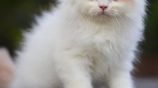Persian Cat