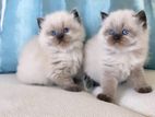 Persian Cat