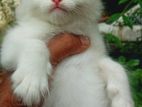 Persian Cat