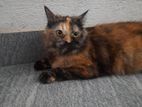 Persian Cat