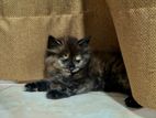 Persian Cat