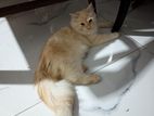 Persian Cat