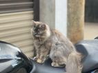 Persian Cat