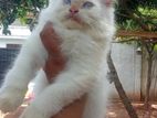 Persian Cat