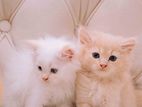 Persian Kittens