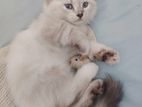 Persian Cat