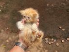 Persian Cats