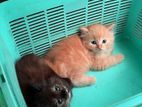 persian cat