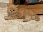 Persian cat