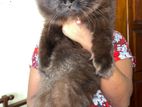 Persian Cat