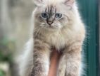 Persian Cat