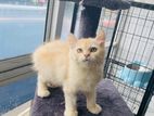 Persian Cat