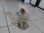 Persian Cats