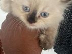 Persian Cat