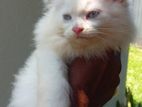 Persian Cat