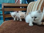 Persian Cat