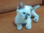 Persian Kitten