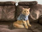 Persian Cat