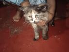 Persian Cat