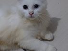 Persian Cat
