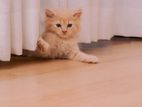 Persian Cat