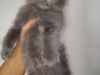 Persian Cats