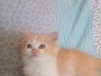 Persian cat