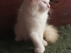 Persian Cat