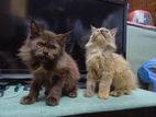 Persian Cat