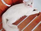 Turkish Angora Cat