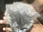 Persian Cat