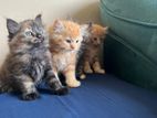 Persian Cat