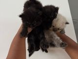 Persian Cat