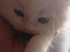 persian cat