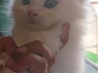 Persian cat 😺