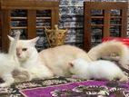 Persian Cat