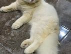 Persian Cat