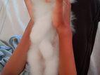 Persian cat