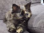 Persian cat