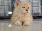 Persian Cat