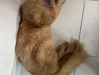 persian cat