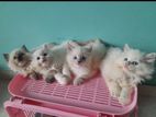 Persian Cat