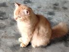persian cat