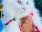 Persian Cat