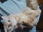 Persian cat