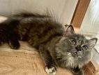 persian cat
